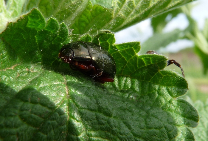 Crisomelide da identificare: Chrysolina bankii